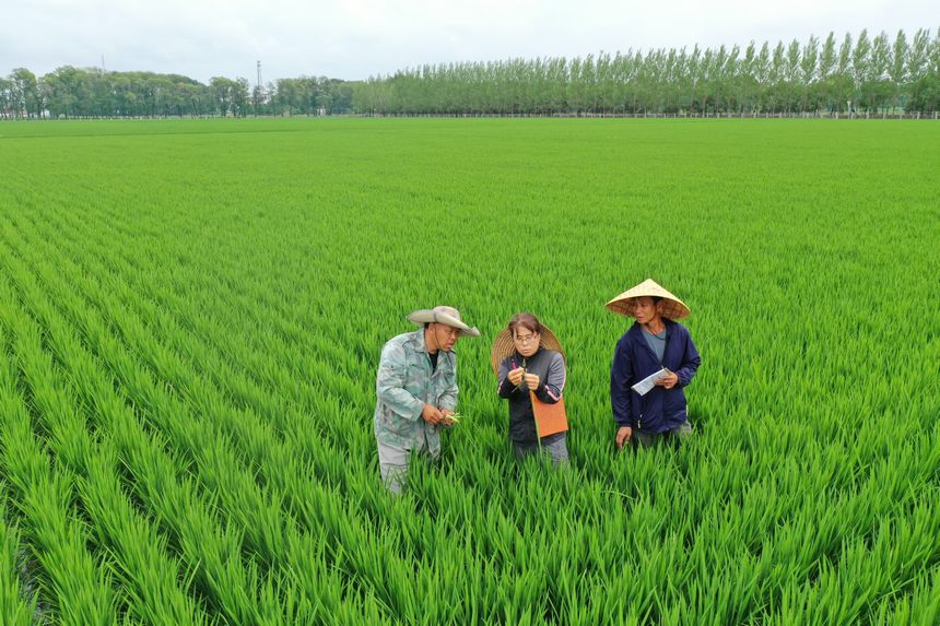 北大荒集團查哈陽農場農技專家深入田間“問診”。