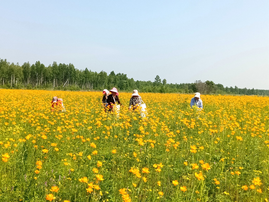 大興安嶺地區(qū)呼瑪縣漫山遍野的金蓮花競相盛開，為當?shù)刂兴幉漠a(chǎn)業(yè)注入活力。王鵬展攝