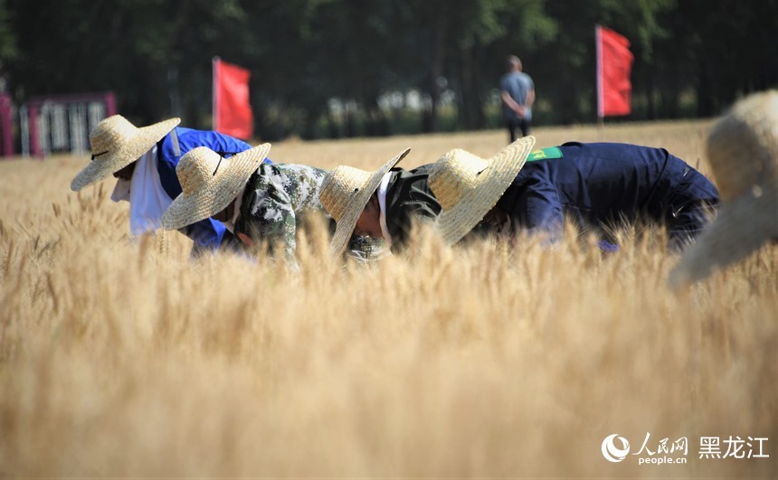 黑龍江建三江：小麥開鐮收割忙 又是一年好“豐”景