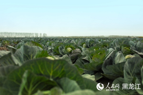 蘭西縣榆林鎮甘藍菜進入收獲期。