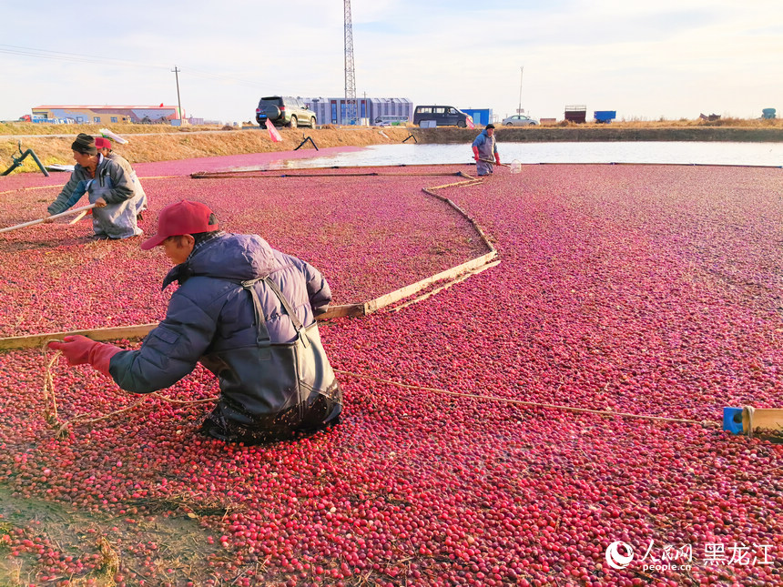 黑龍江撫遠：蔓越莓“映紅”豐收季