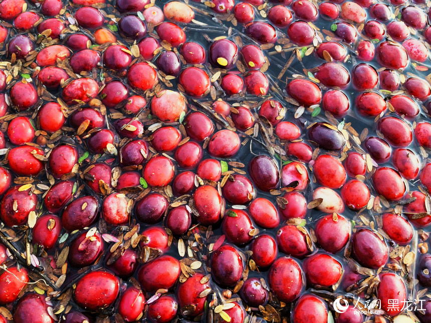 黑龍江撫遠(yuǎn)：蔓越莓“映紅”豐收季