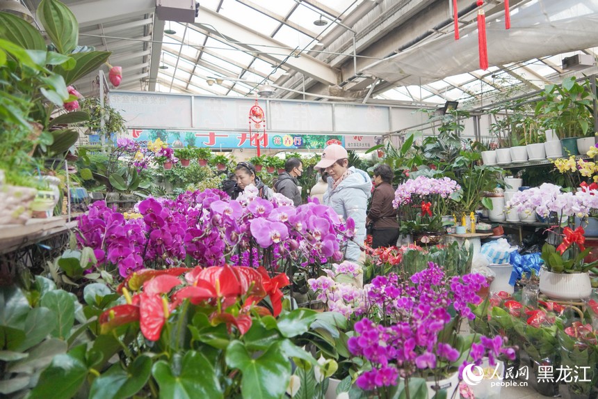 哈爾濱花卉市場“春意濃”