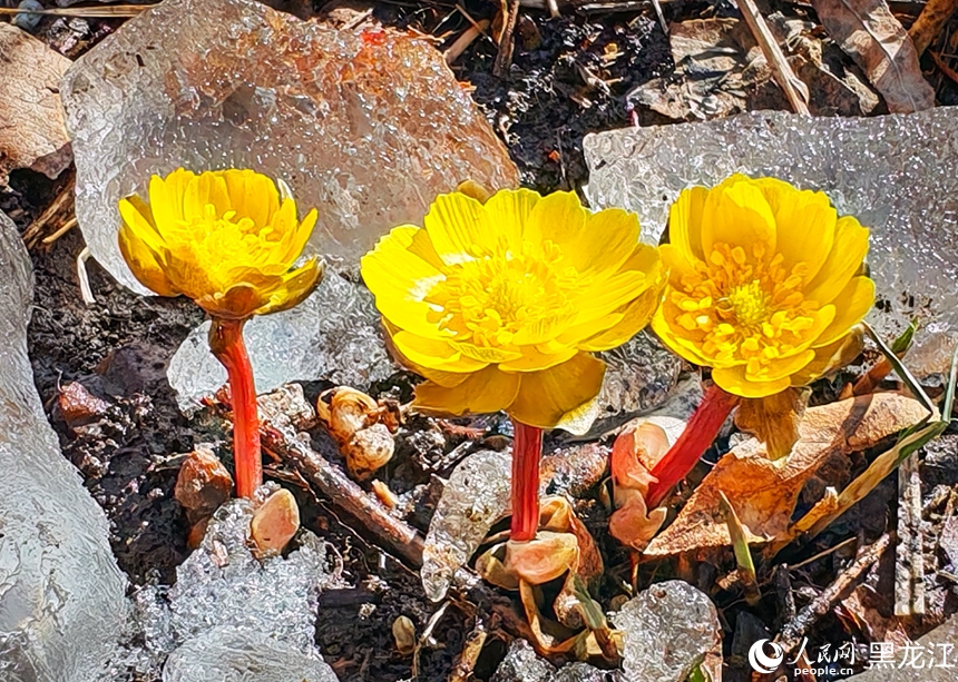 “冰城”冰凌花迎春綻放
