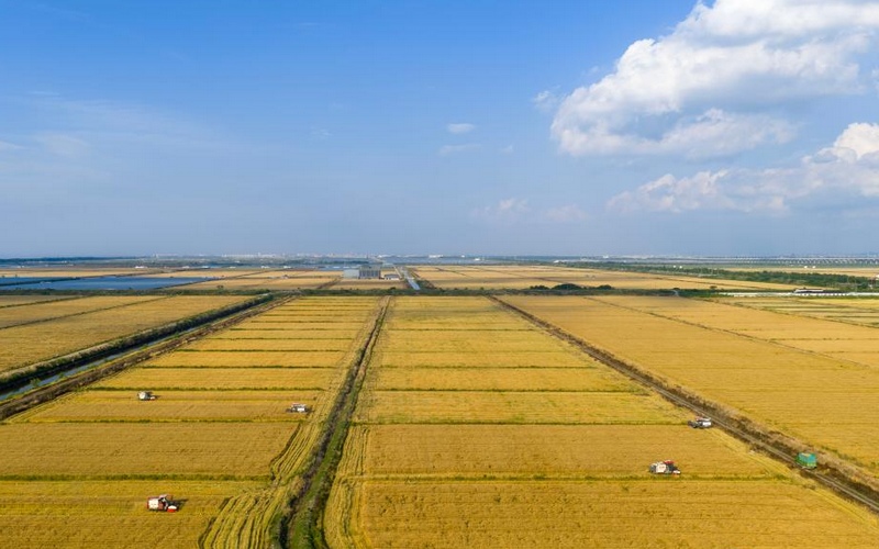 全國“三夏”大規(guī)模小麥機(jī)收全面展開