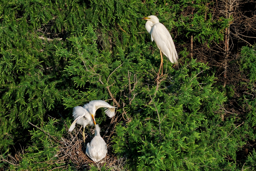 黑龍江同江：千余只鷺鳥“寶寶”茁壯成長